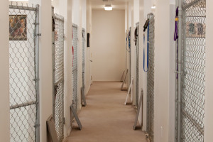 Environmentally Friendly Boarding