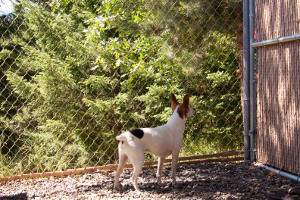 Outdoor Pet Run